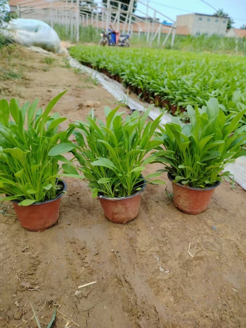 金鸡菊，多年生宿根地被类草花，开黄色花，花期长可用于花海
