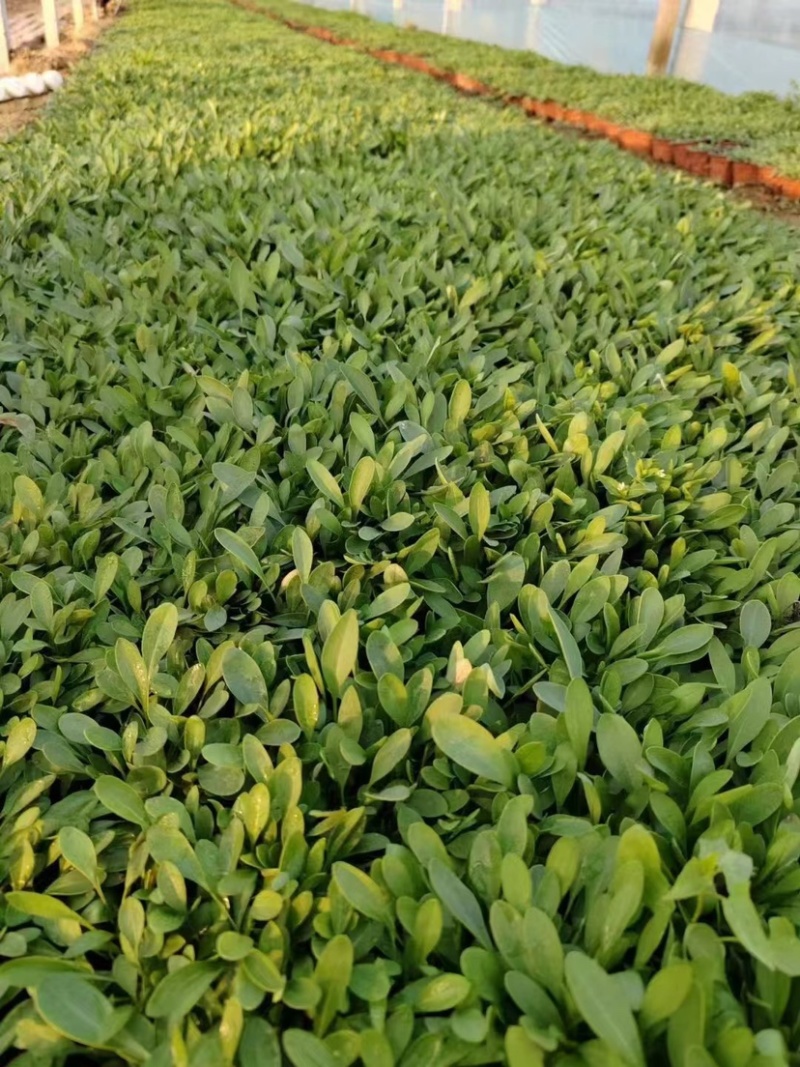 金鸡菊，多年生宿根地被类草花，开黄色花，花期长可用于花海