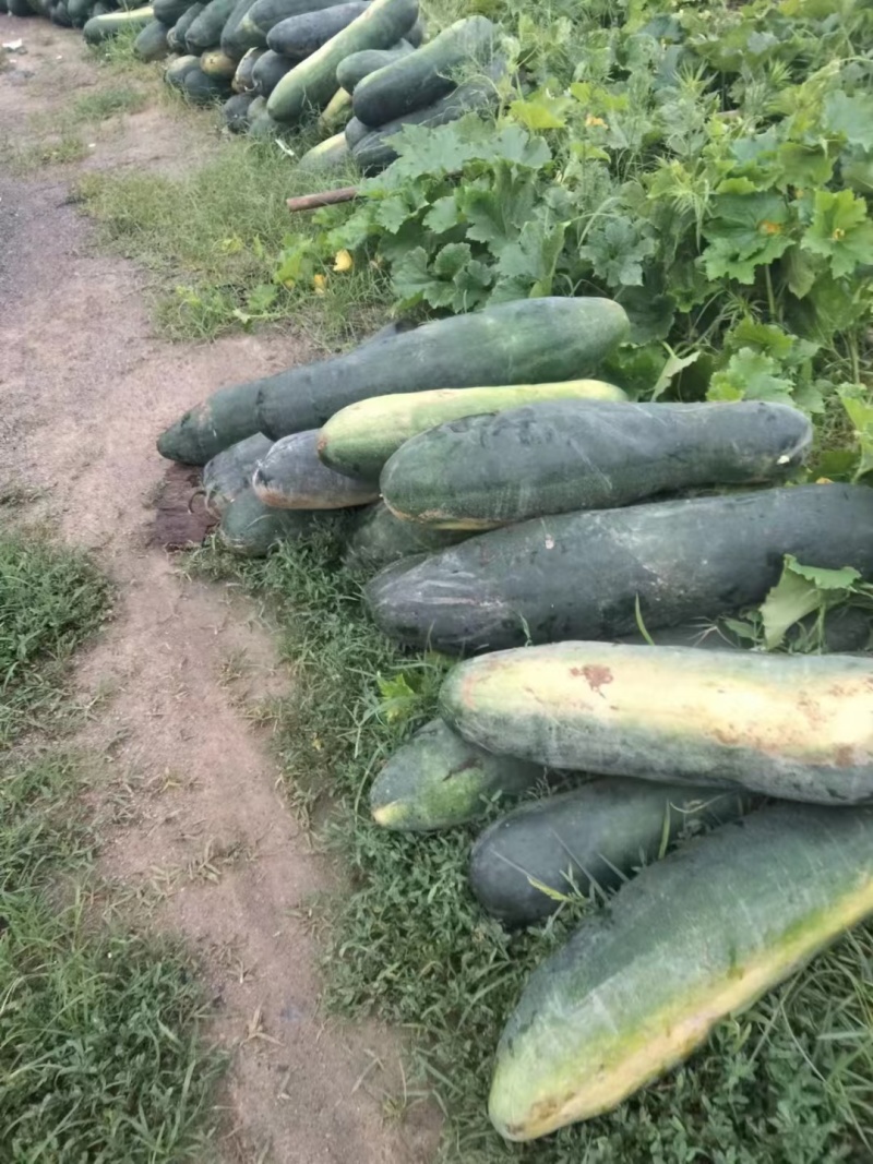 河南黑皮长条冬瓜万亩基地，一手货源货量充足肉质紧实价格