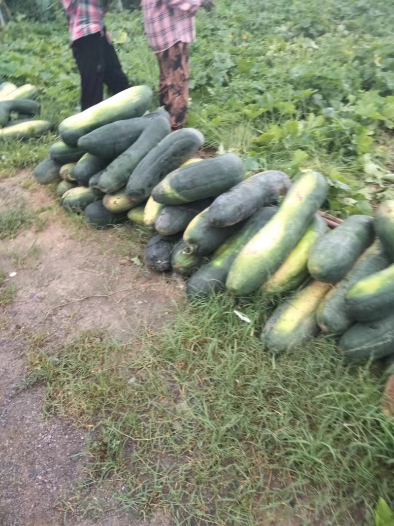 河南黑皮长条冬瓜万亩基地，一手货源货量充足肉质紧实价格