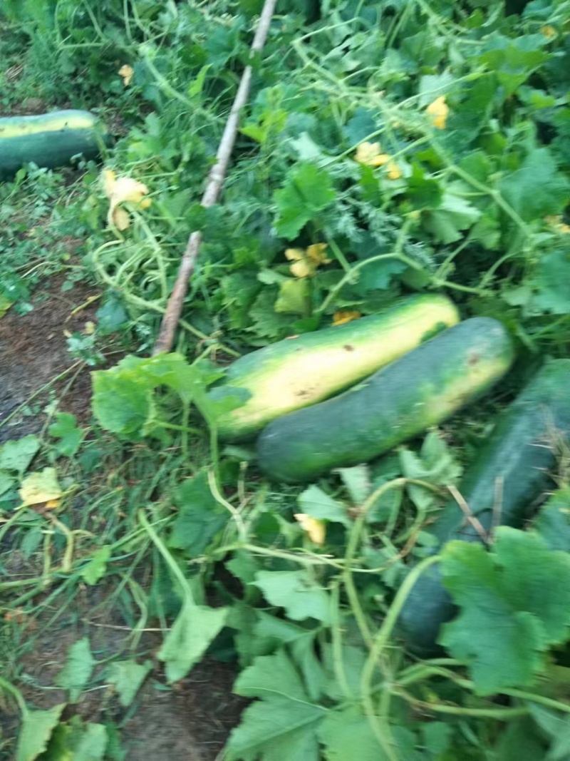 河南黑皮长条冬瓜万亩基地，一手货源货量充足肉质紧实价格
