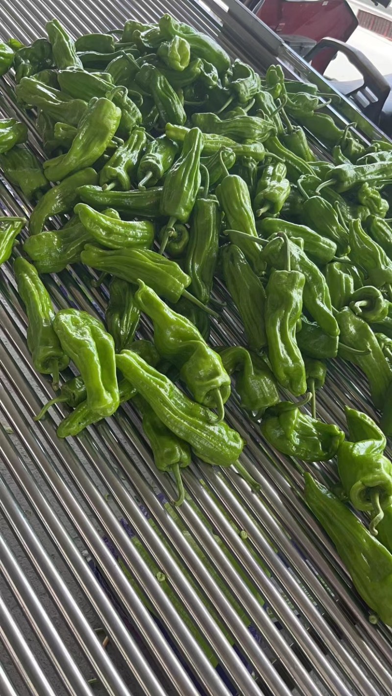 芜湖椒，高山精品，大量供应，价格优惠，质量好，欢迎咨询！