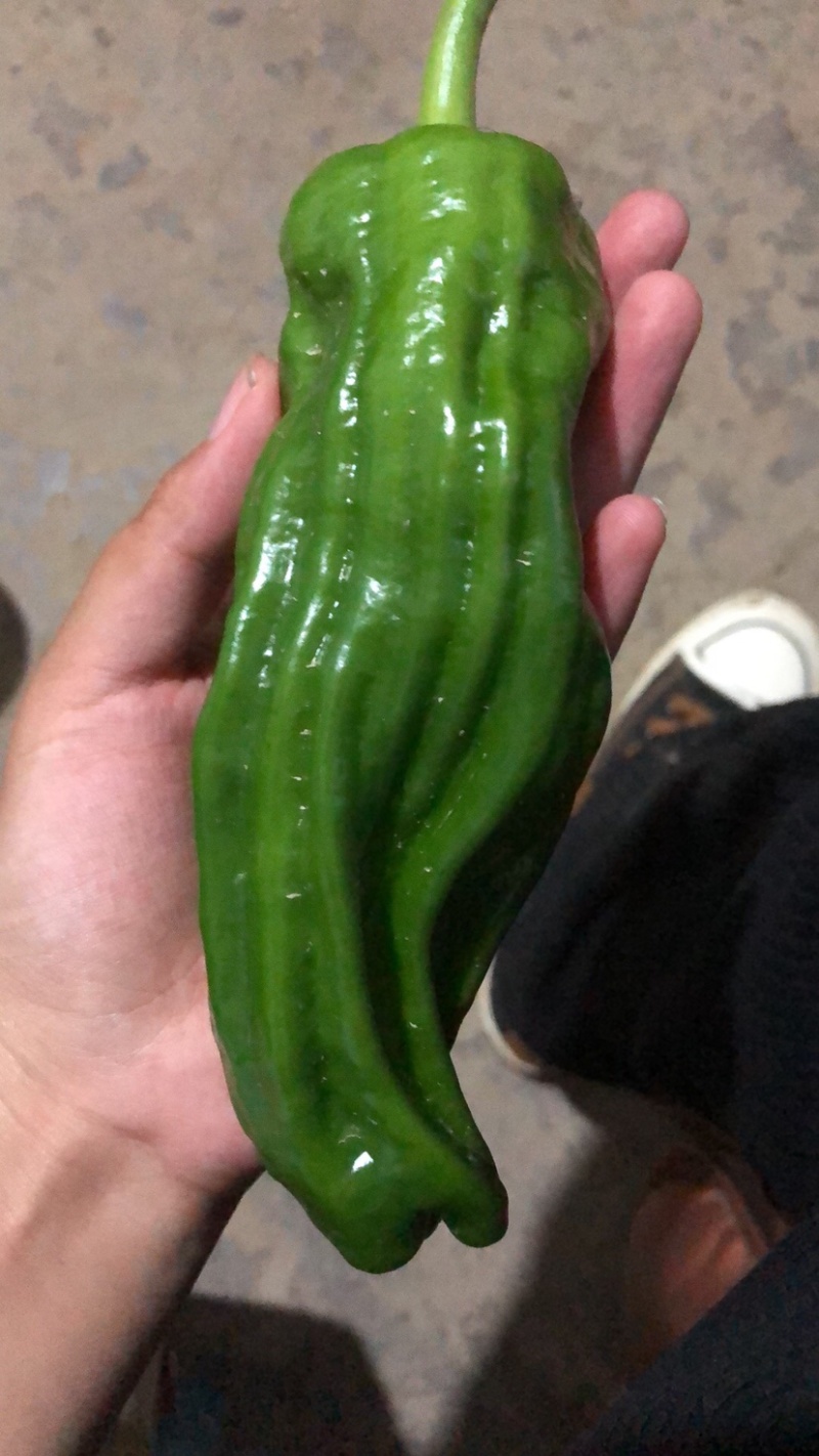 芜湖椒，高山精品，大量供应，价格优惠，质量好，欢迎咨询！