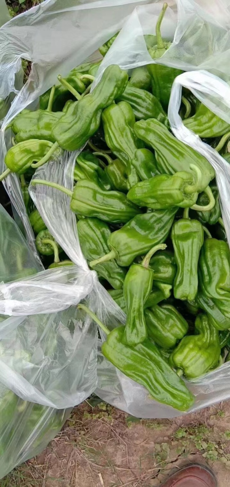 芜湖椒，高山精品，大量供应，价格优惠，质量好，欢迎咨询！