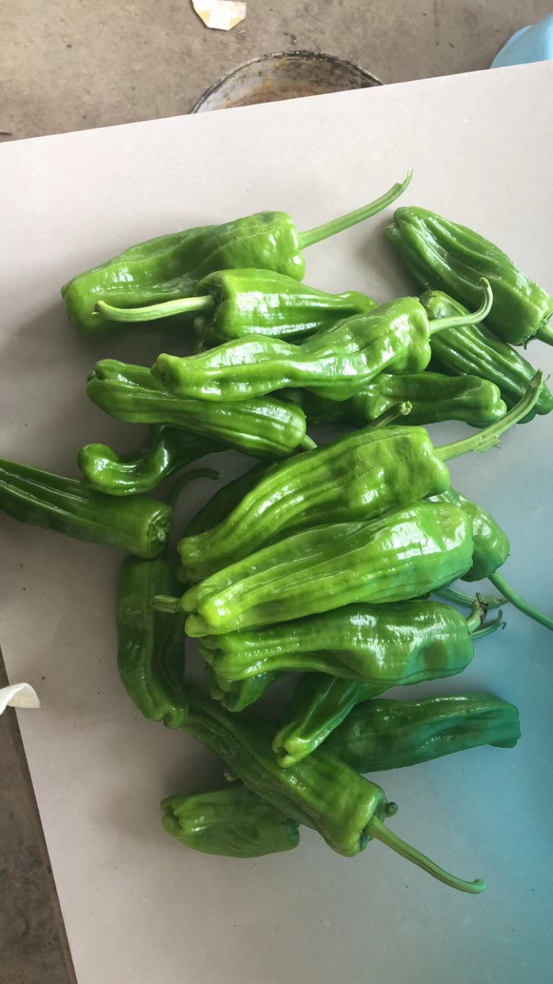 芜湖椒，高山精品，大量供应，价格优惠，质量好，欢迎咨询！