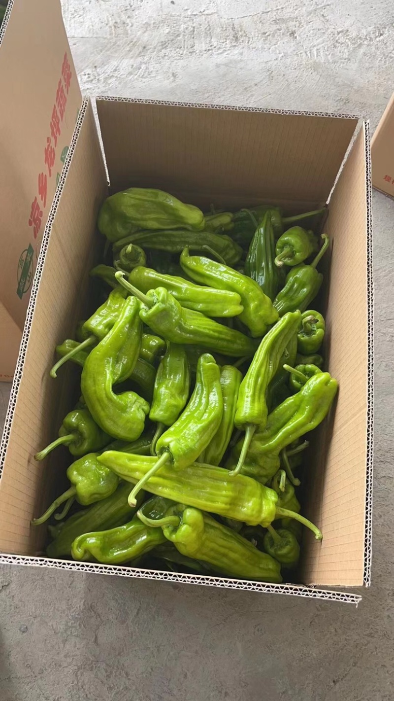 芜湖椒，高山精品，大量供应，价格优惠，质量好，欢迎咨询！