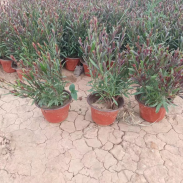 山桃草，又名千鸟花，多年生地被类草花，开粉红花，花期长