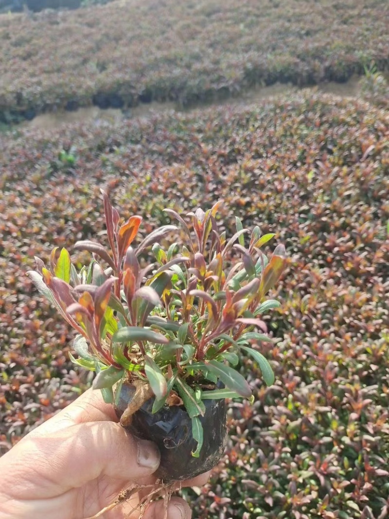 山桃草，又名千鸟花，多年生地被类草花，开粉红花，花期长