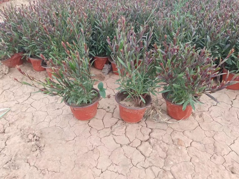 山桃草，又名千鸟花，多年生地被类草花，开粉红花，花期长