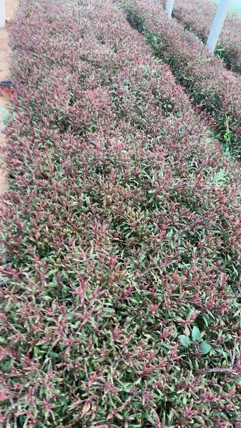 山桃草，又名千鸟花，多年生地被类草花，开粉红花，花期长