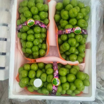 阳光玫瑰