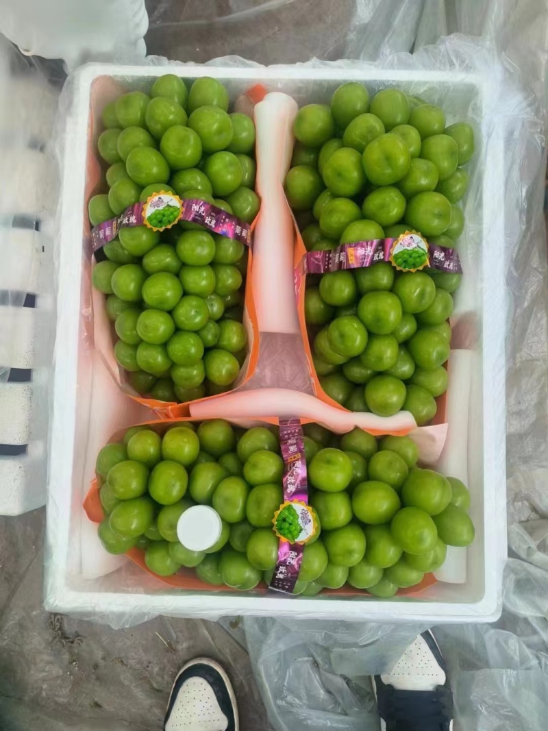 阳光玫瑰