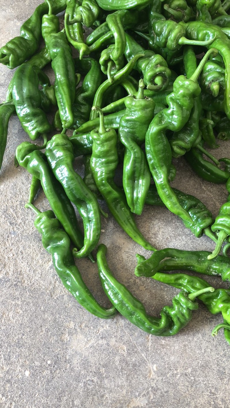 螺丝椒，高山精品，大量供应，保质保量，欢迎大家咨询订购！