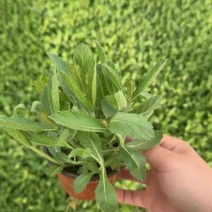 马鞭草，多年生宿根地被类草花，开紫色串花花期长可用做花海