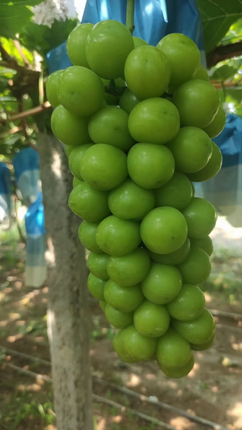阳光玫瑰