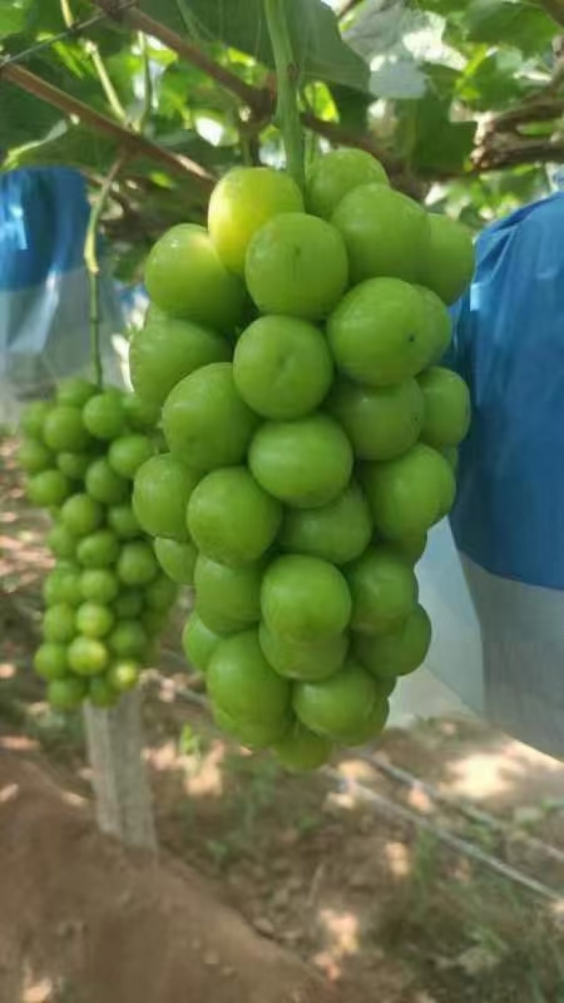 阳光玫瑰