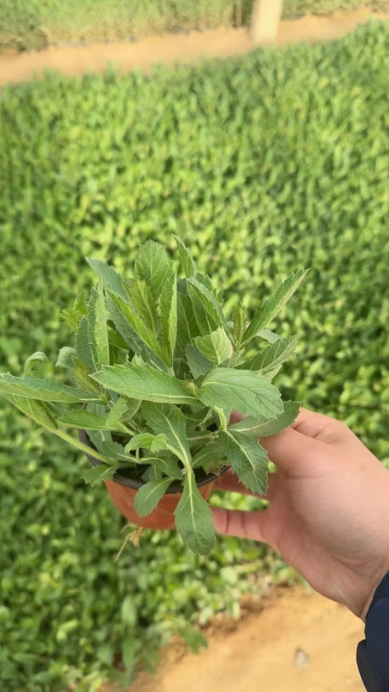 马鞭草，多年生宿根地被类草花，开紫色串花花期长可用做花海