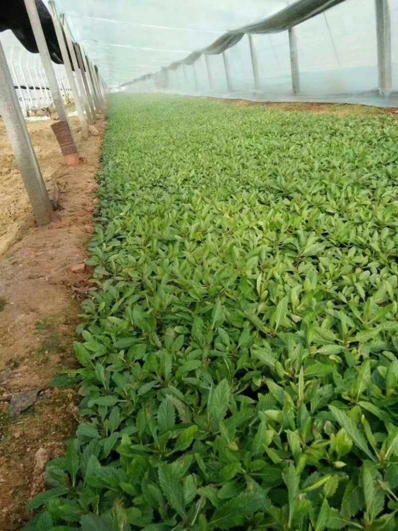 马鞭草，多年生宿根地被类草花，开紫色串花花期长可用做花海
