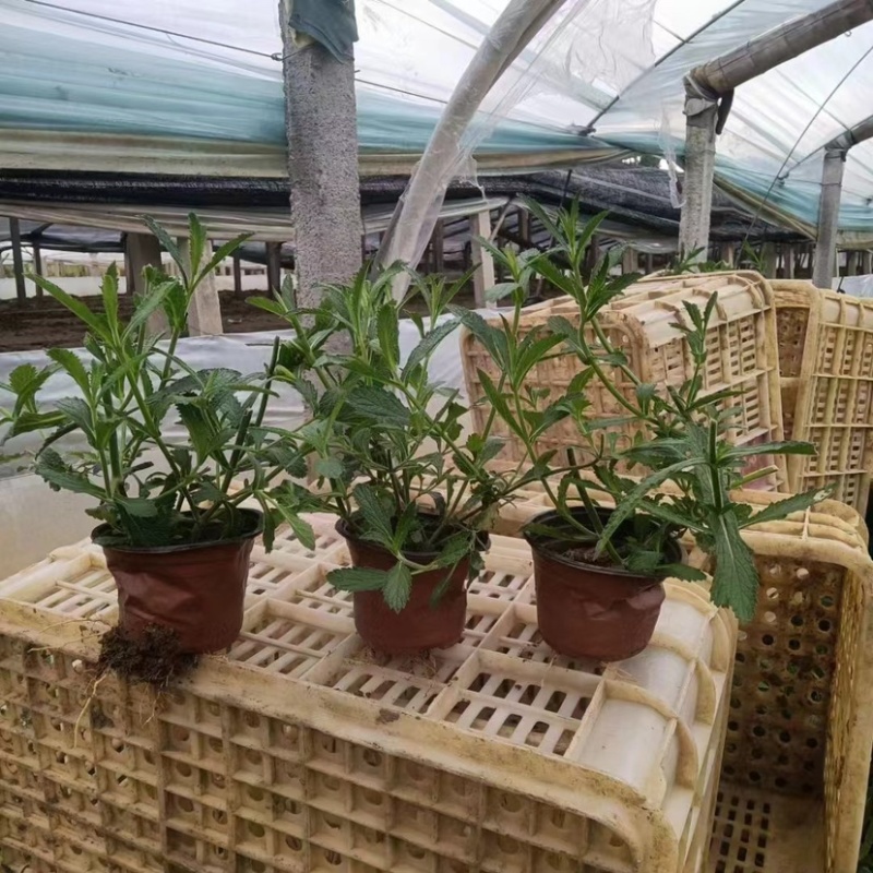 马鞭草，多年生宿根地被类草花，开紫色串花花期长可用做花海