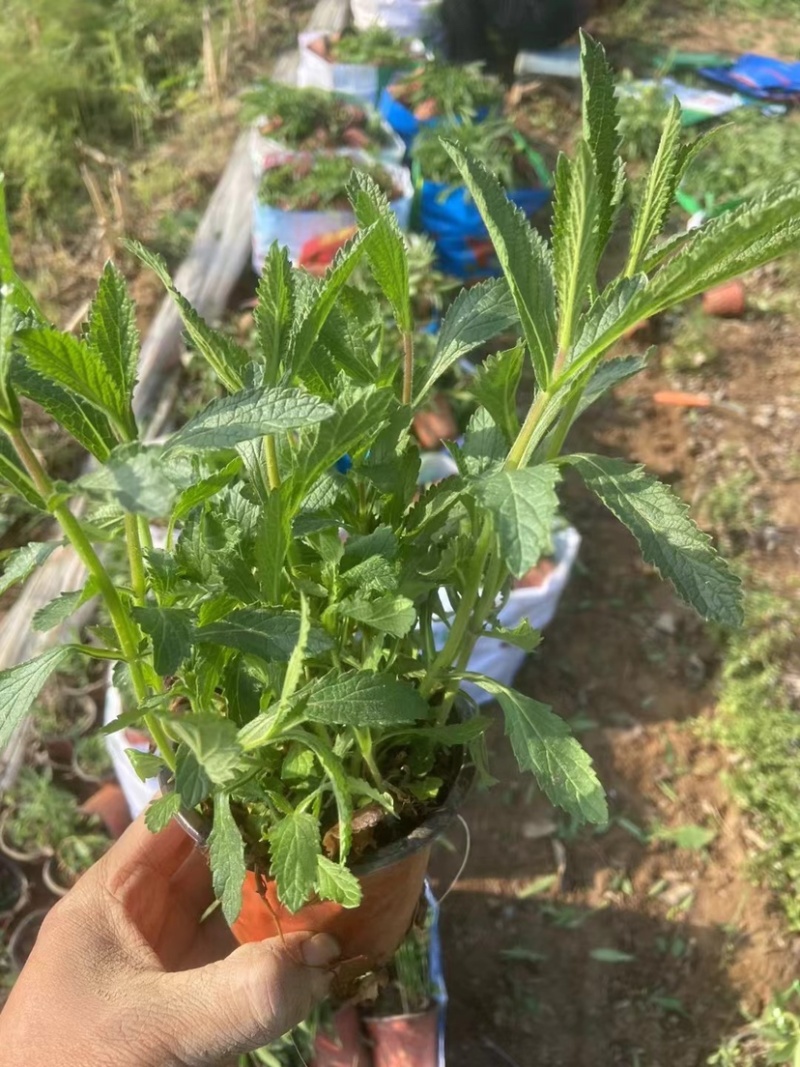 马鞭草，多年生宿根地被类草花，开紫色串花花期长可用做花海