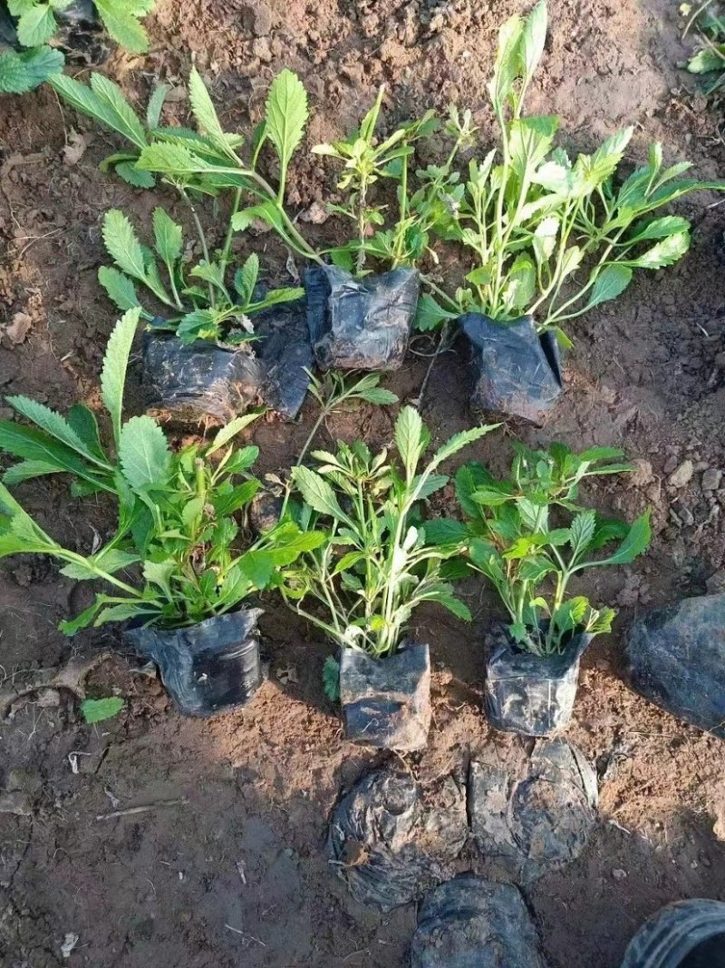 马鞭草，多年生宿根地被类草花，开紫色串花花期长可用做花海