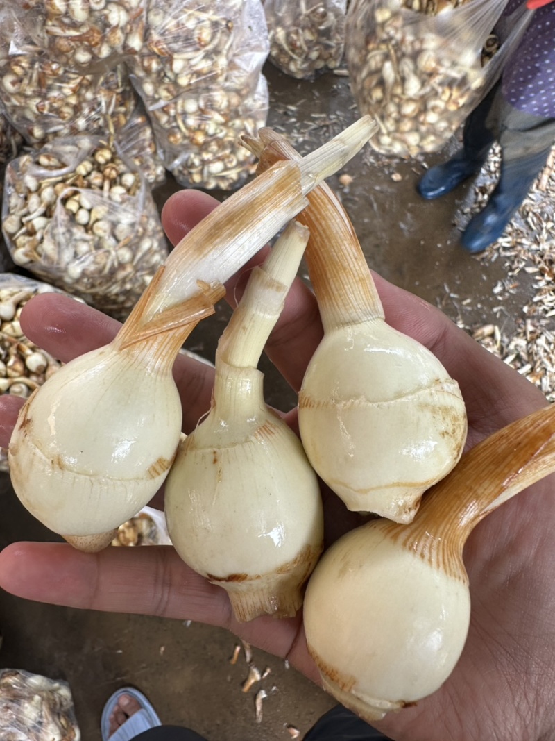 茨菇，慈姑，白肉茨菇，自产自销，每天可供应一挂
