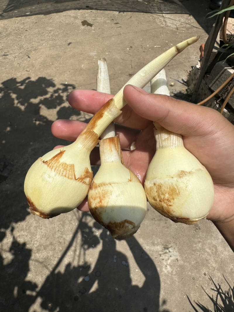 茨菇，慈姑，白肉茨菇，自产自销，每天可供应一挂