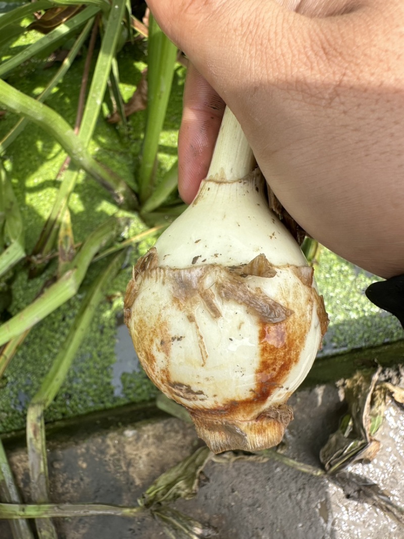 茨菇，慈姑，白肉茨菇，自产自销，每天可供应一挂
