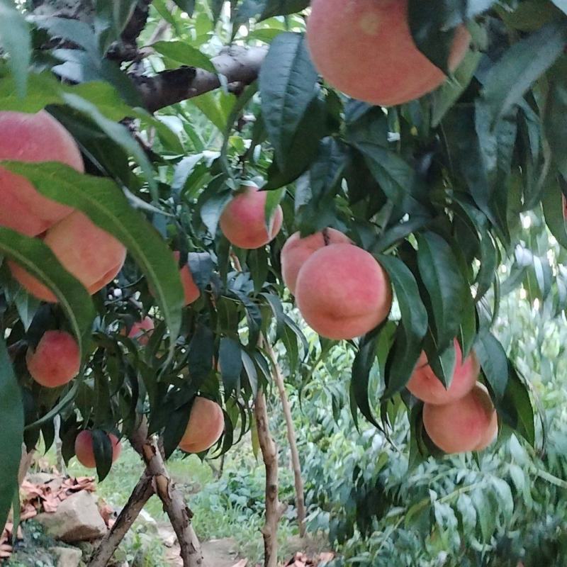 来山蜜红不软脆脆甜甜