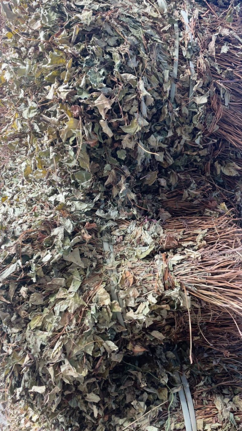 粤北本地野生鱼腥草折耳根干货新货