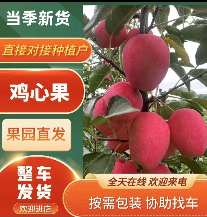 大量上市鸡心果，无雹伤，有需要的欢迎来采购