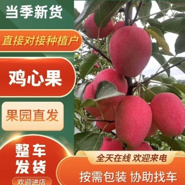 大量上市鸡心果，无雹伤，有需要的欢迎来采购