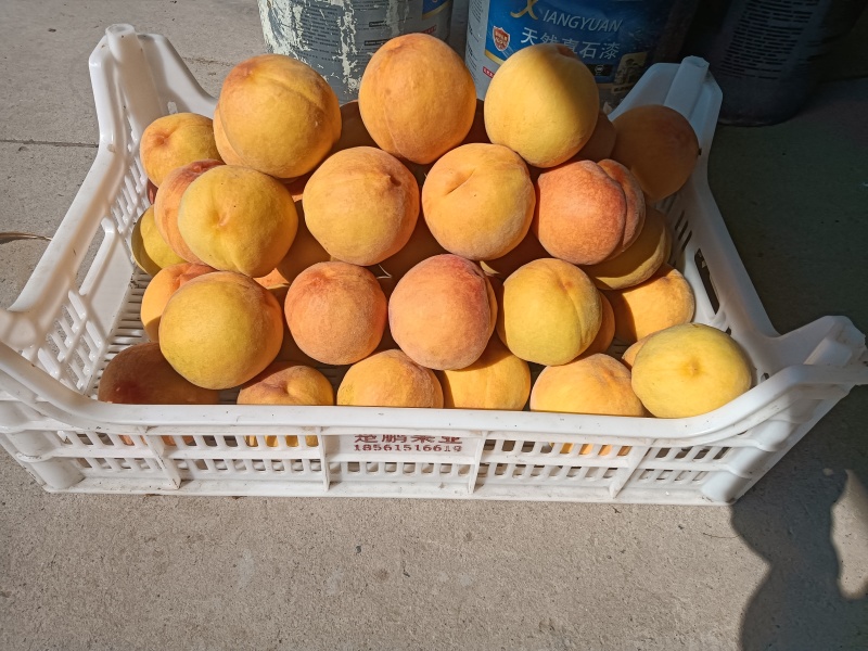 黄桃