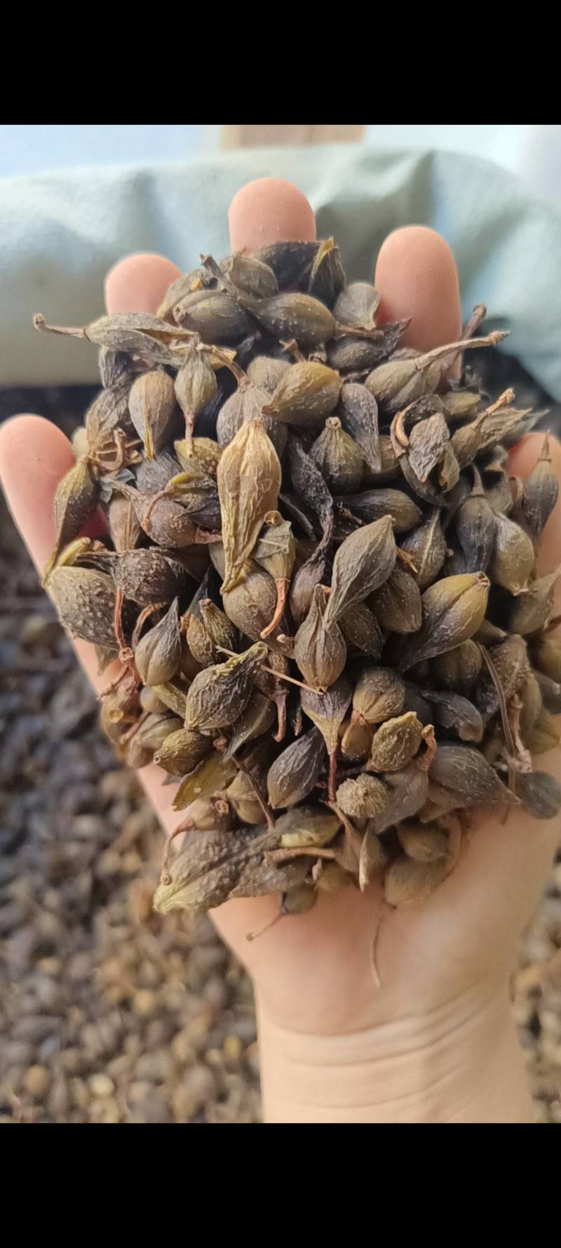 今年新货连翘，产地直销，货源充足，品质保证，欢迎选购