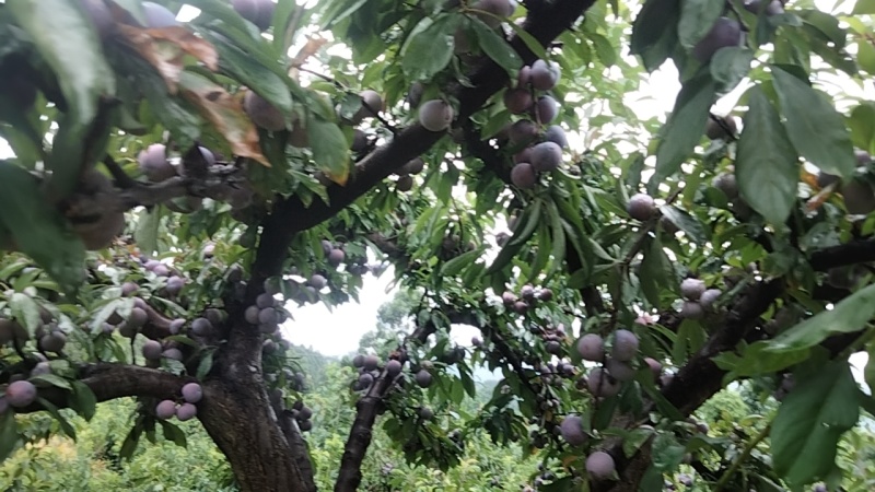 小脆红