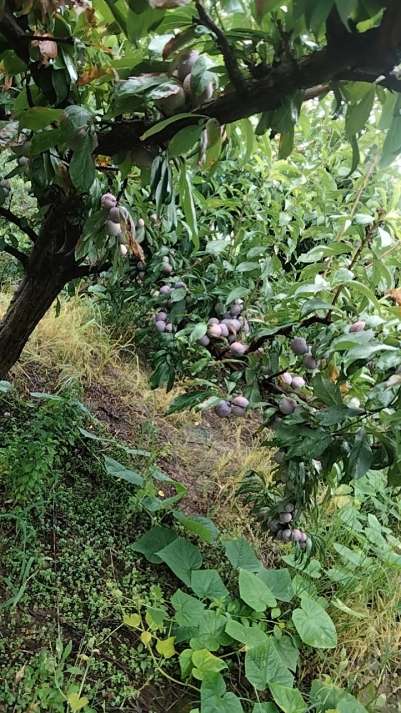 小脆红