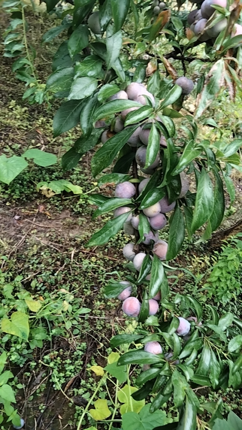小脆红