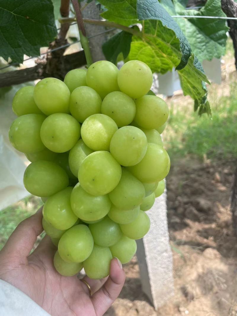 阳光玫瑰