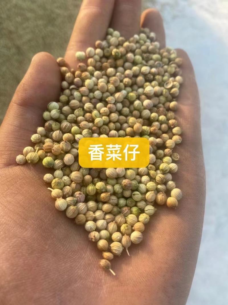 香菜籽批发甘肃玉门货源纯香菜籽批发甘肃玉门花海货源