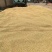 香菜籽批发甘肃玉门货源纯香菜籽批发甘肃玉门花海货源