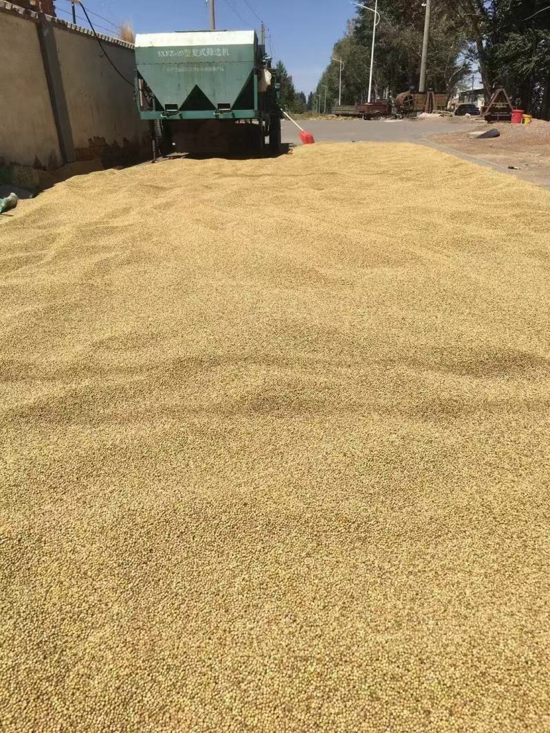 香菜籽批发甘肃玉门货源纯香菜籽批发甘肃玉门花海货源