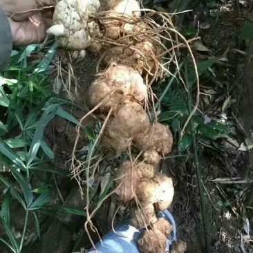 黄精、红花滇黄精，野生山货包邮发货