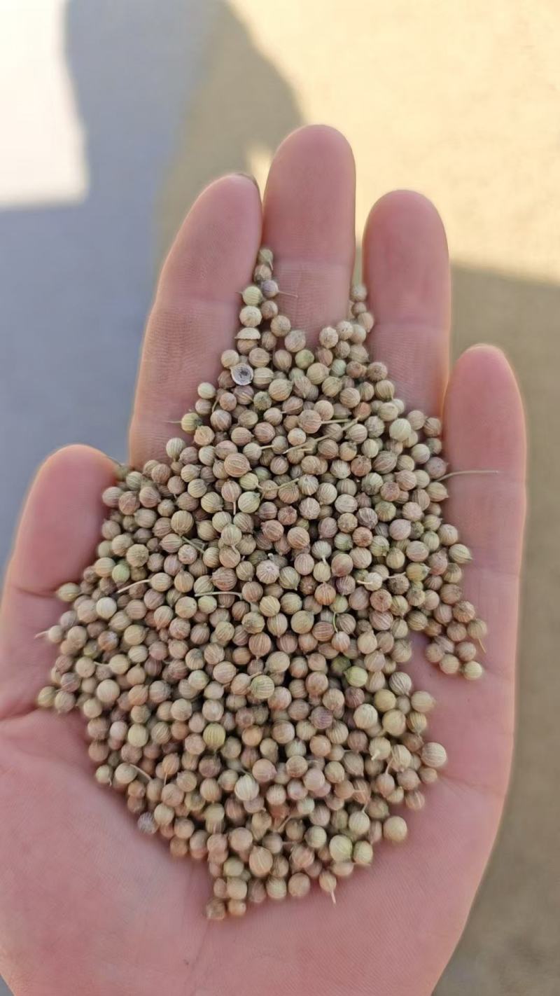 香菜籽产区甘肃玉门俗称燕穗子甘肃玉门香菜籽全国批发