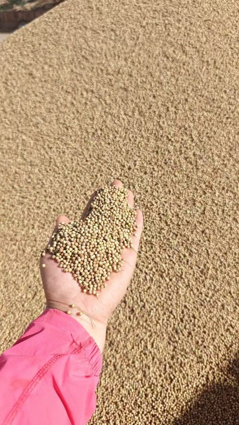 香菜籽产区甘肃玉门俗称燕穗子甘肃玉门香菜籽全国批发