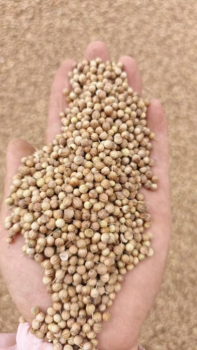 香菜籽产区甘肃玉门俗称燕穗子甘肃玉门香菜籽全国批发