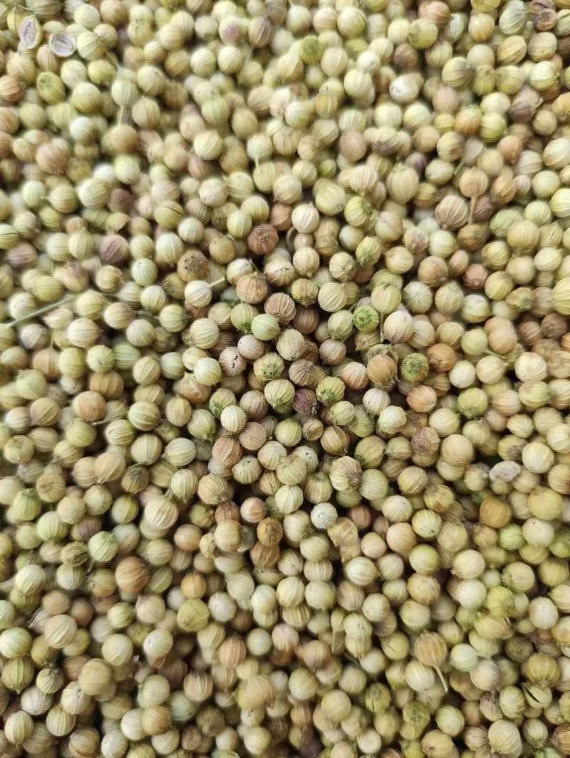 香菜籽产区甘肃玉门俗称燕穗子甘肃玉门香菜籽全国批发