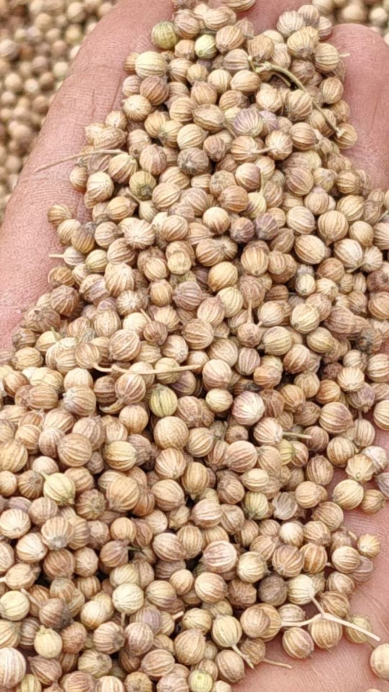 香菜籽产区甘肃玉门俗称燕穗子甘肃玉门香菜籽全国批发