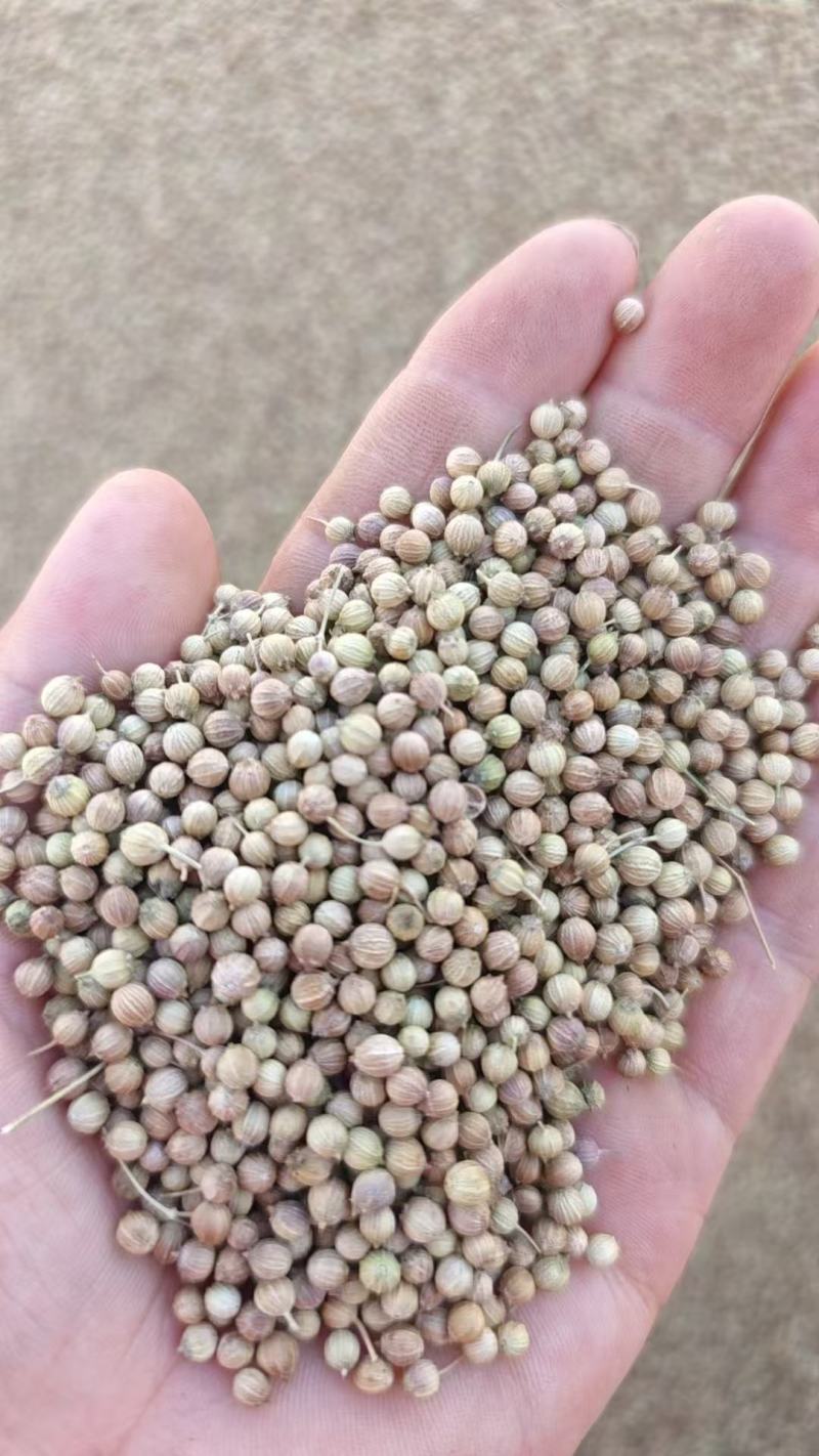 香菜籽产区甘肃玉门俗称燕穗子甘肃玉门香菜籽全国批发