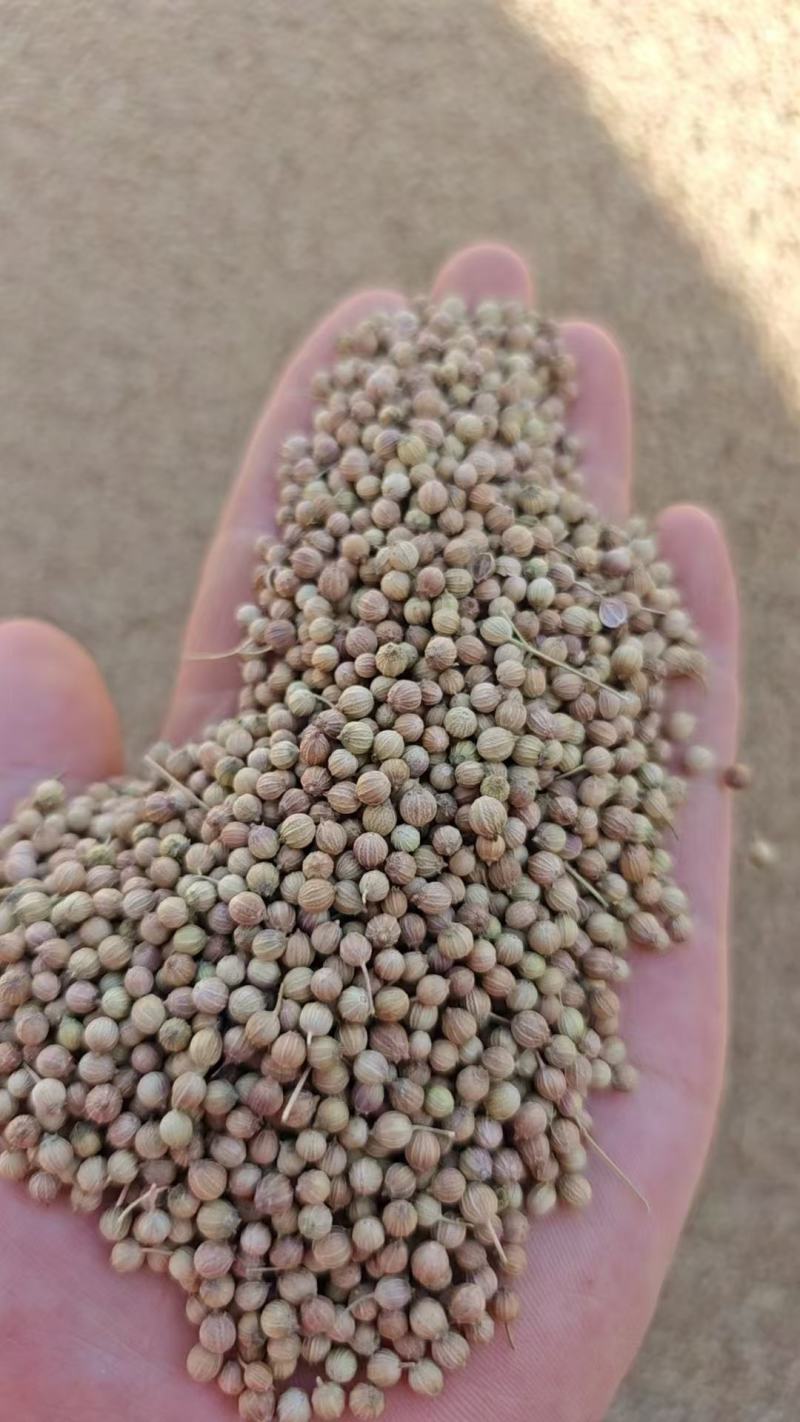 香菜籽产区甘肃玉门俗称燕穗子甘肃玉门香菜籽全国批发