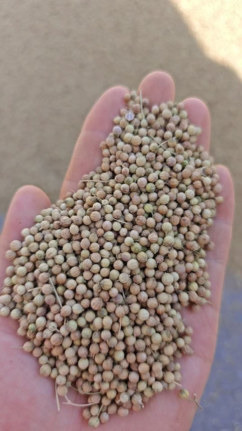 香菜籽产区甘肃玉门俗称燕穗子甘肃玉门香菜籽全国批发